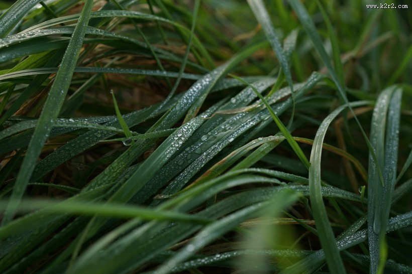 青草上面的露水图片大全