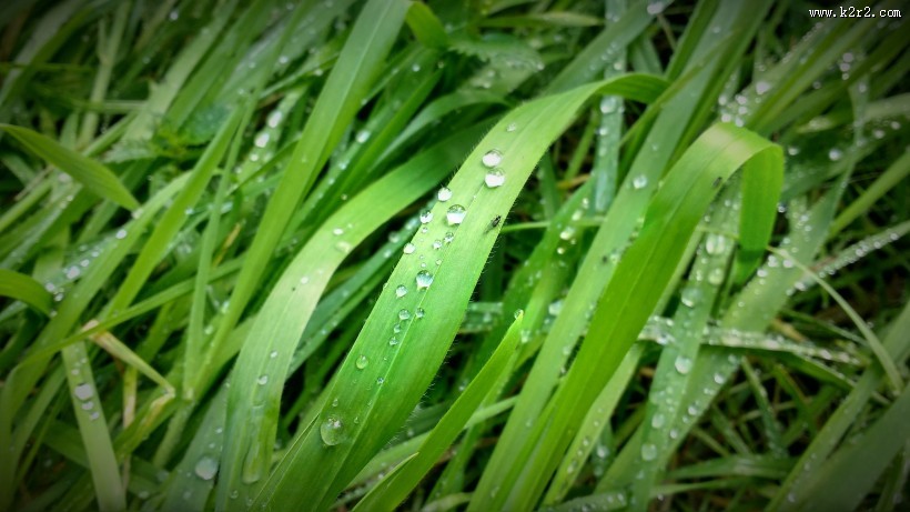 青草上面的露水图片大全