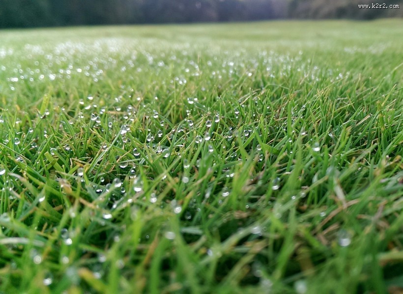 青草上面的露水图片大全
