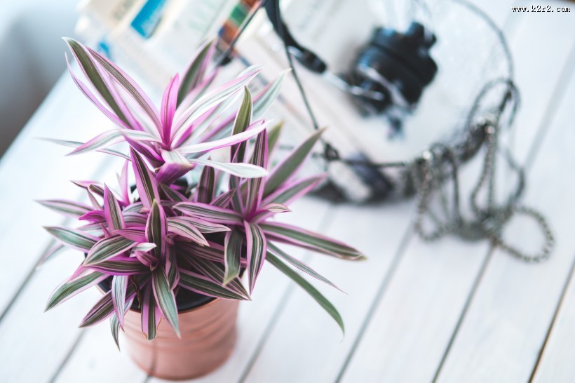 精致的盆栽图片