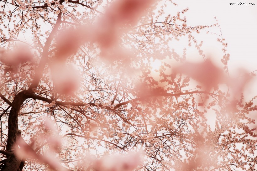 美丽的樱花的图片