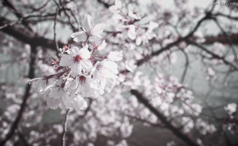 美丽的樱花的图片