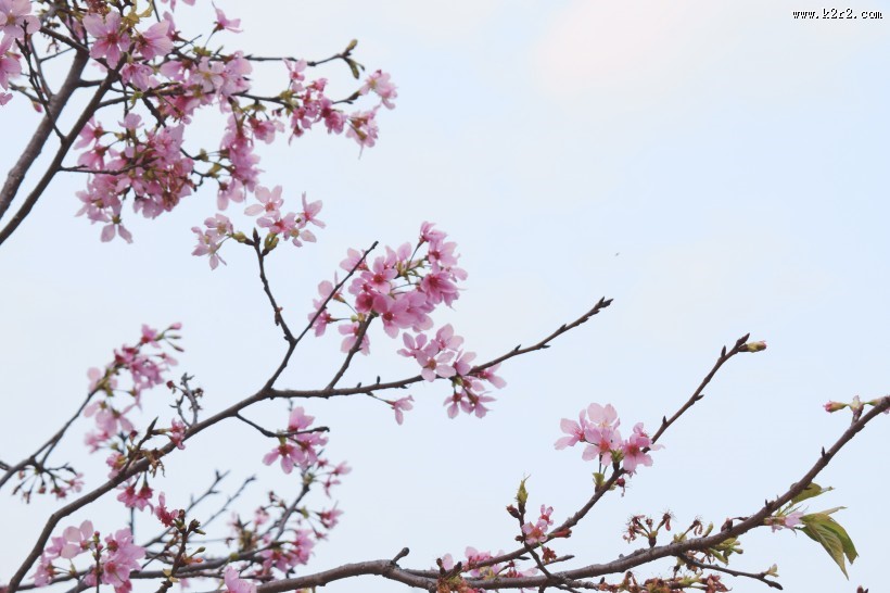 美丽的樱花的图片