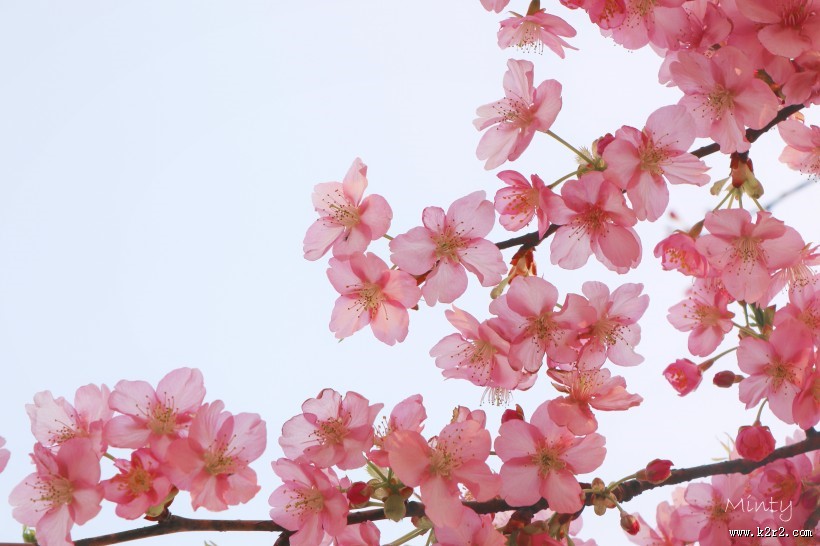 美丽的樱花的图片