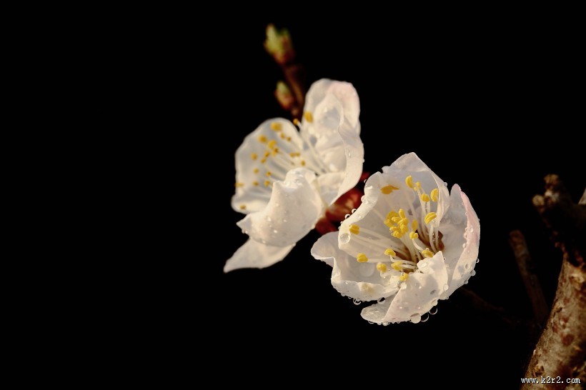 美丽的山杏花图片大全