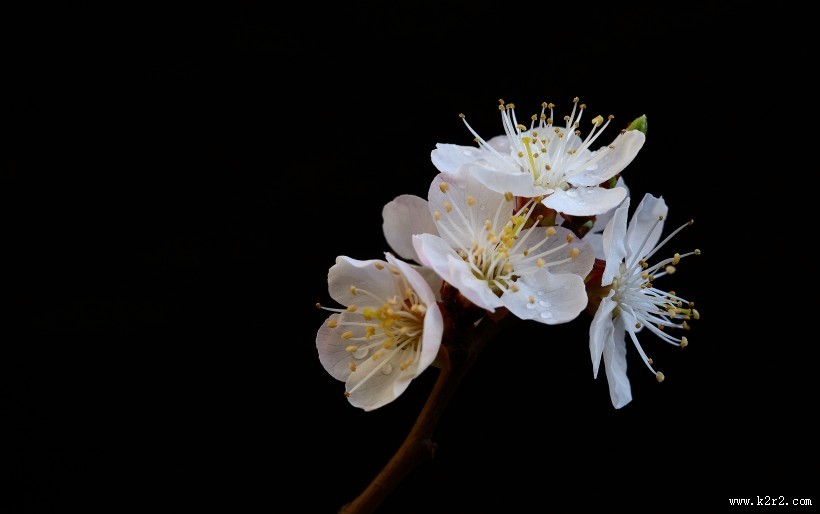 美丽的山杏花图片大全