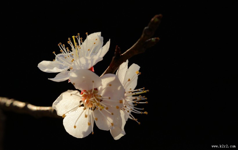 美丽的山杏花图片大全