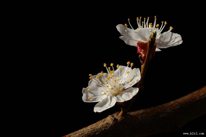 美丽的山杏花图片大全