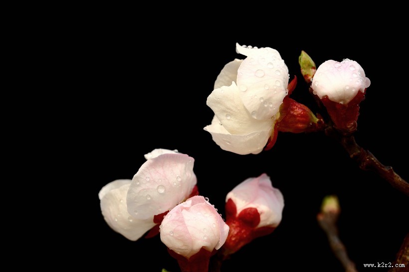 美丽的山杏花图片大全