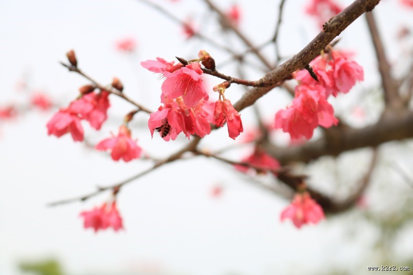 美丽的桃花的图片大全