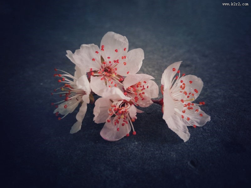 美丽的桃花的图片大全