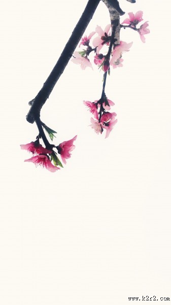 美丽的桃花的图片大全