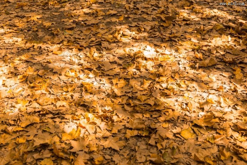 秋天金黄的叶子图片