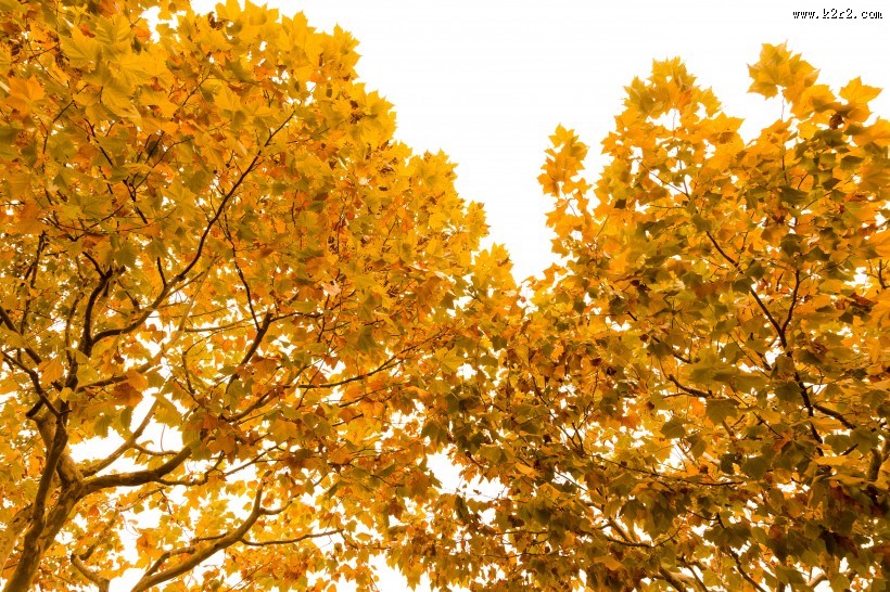 秋天金黄的叶子图片