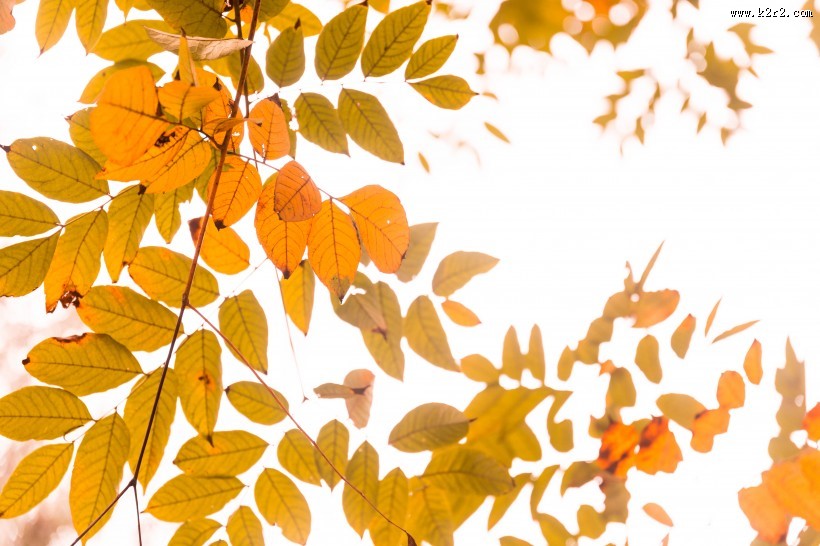 秋天金黄的叶子图片