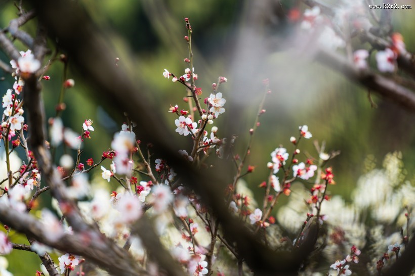 热闹开放的梅花图片大全