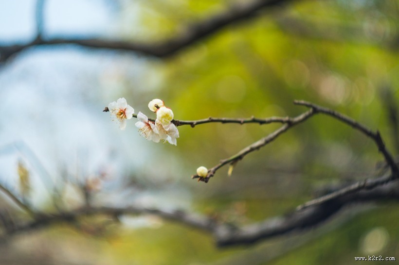 热闹开放的梅花图片大全