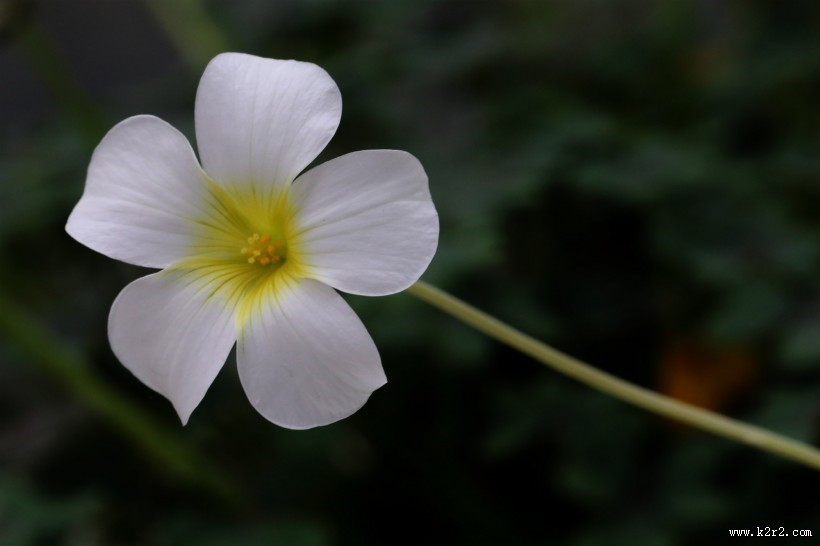 各种颜色的酢浆草花图片