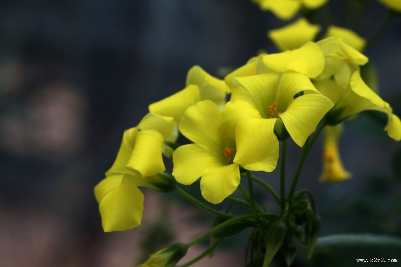 各种颜色的酢浆草花图片