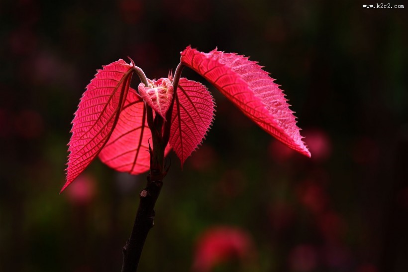 植物山麻杆图片