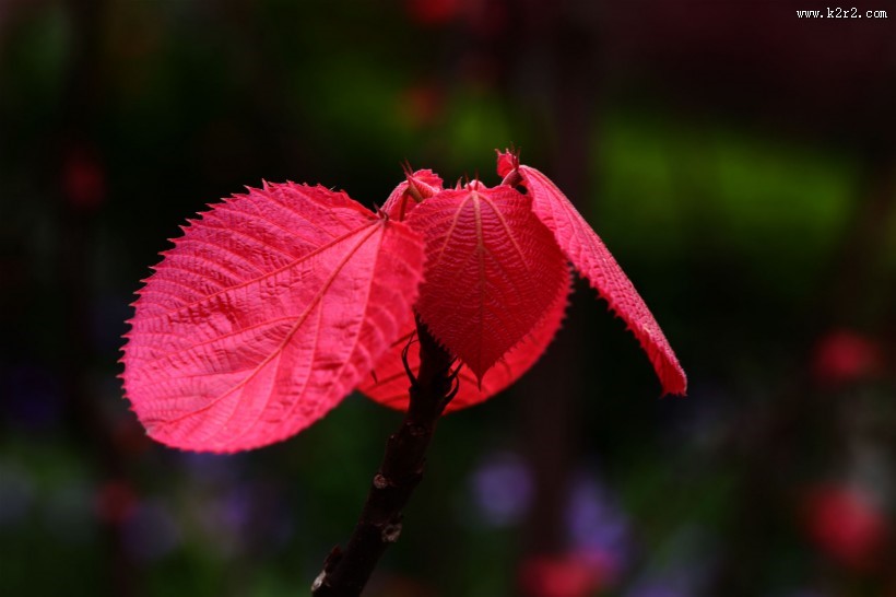 植物山麻杆图片
