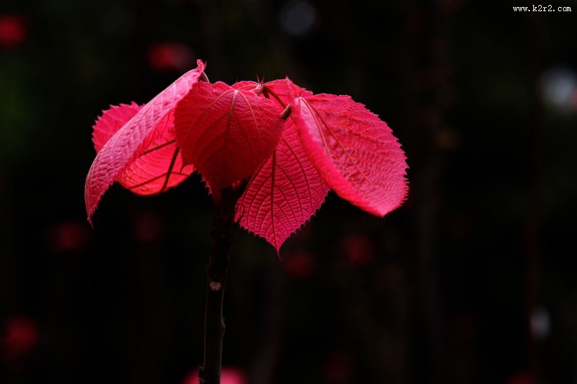植物山麻杆图片