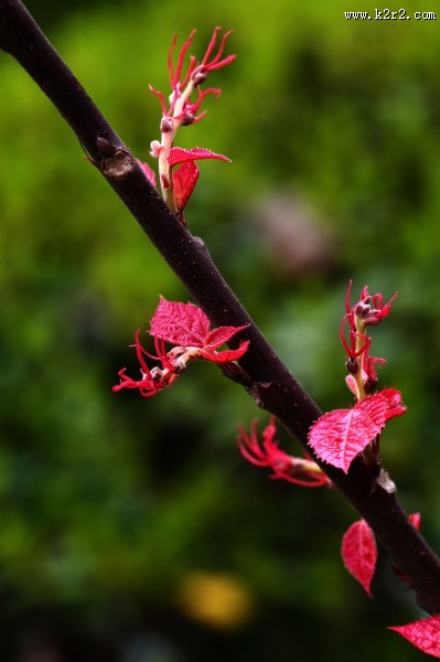 植物山麻杆图片