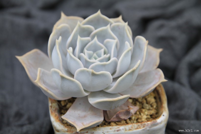 漂亮可爱的多肉植物图片