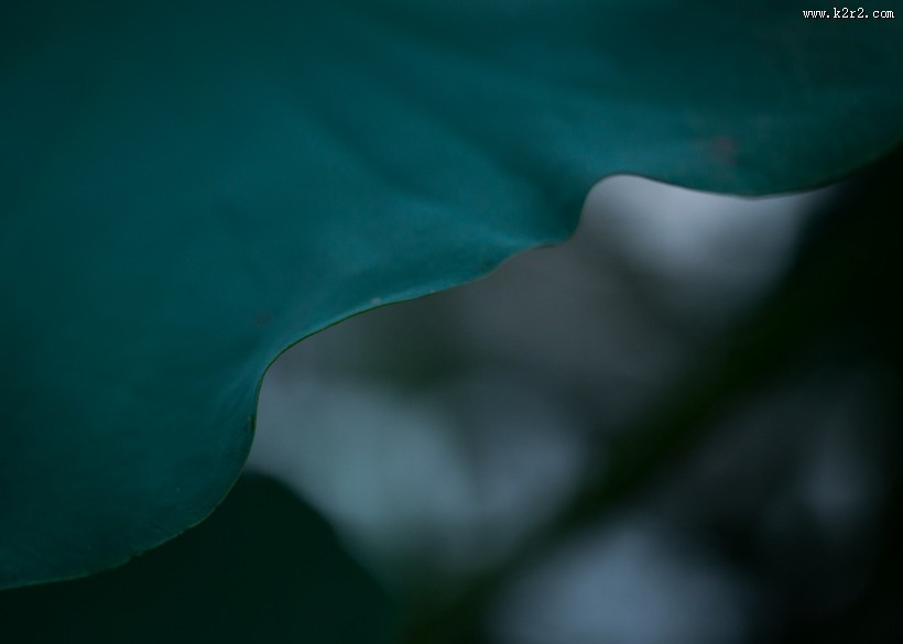 夏天绿色的荷叶图片