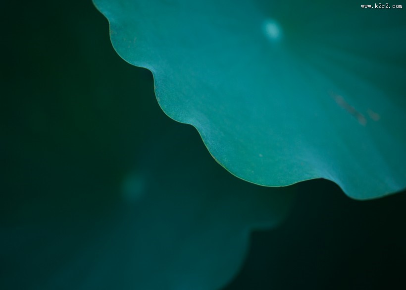 夏天绿色的荷叶图片