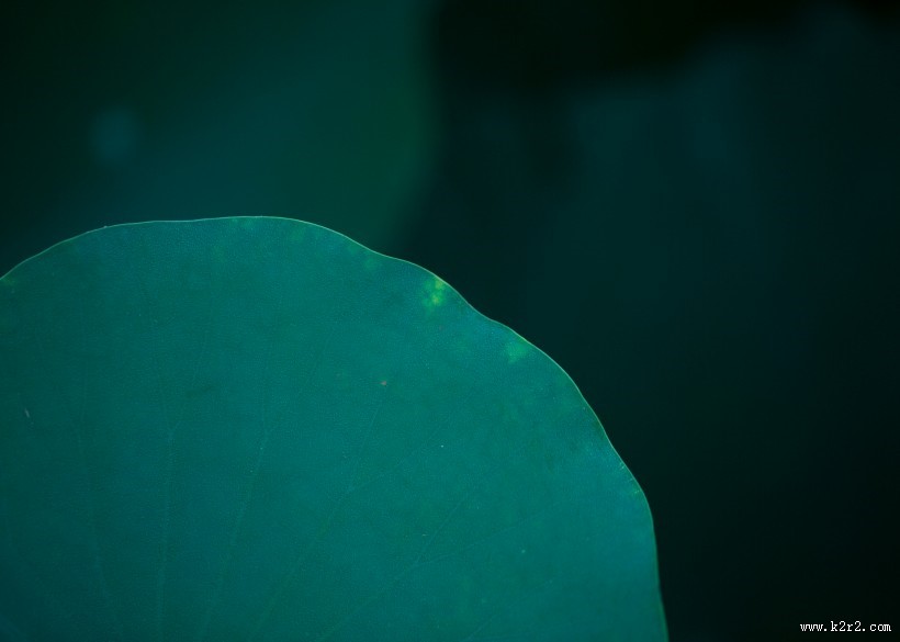 夏天绿色的荷叶图片