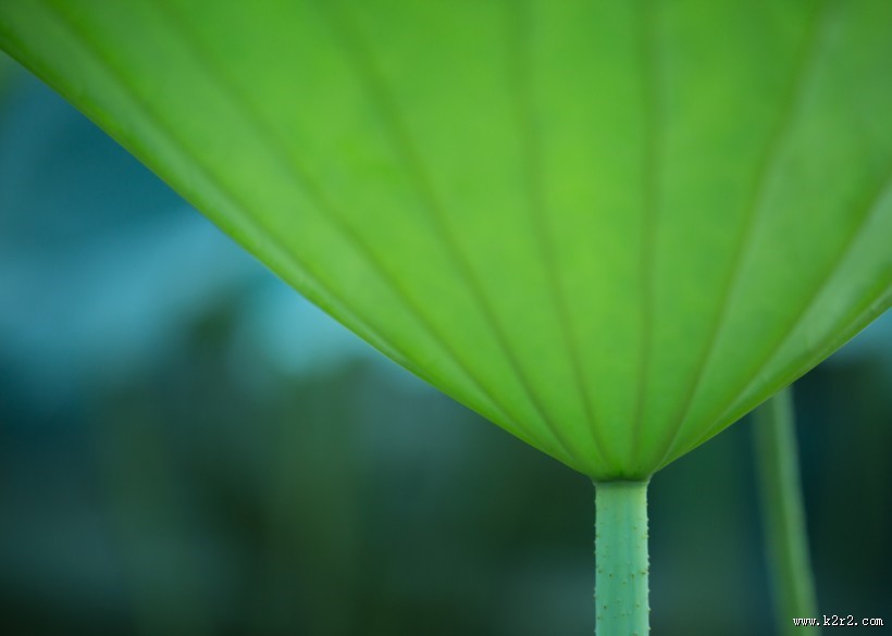 夏天绿色的荷叶图片