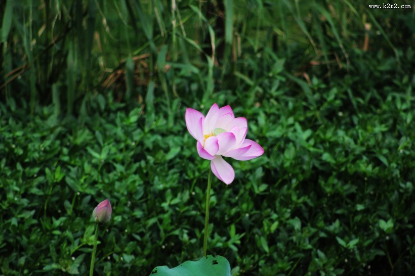 池塘里的淡雅荷花图片