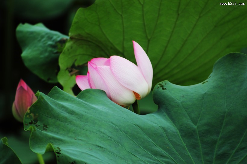 池塘里的淡雅荷花图片