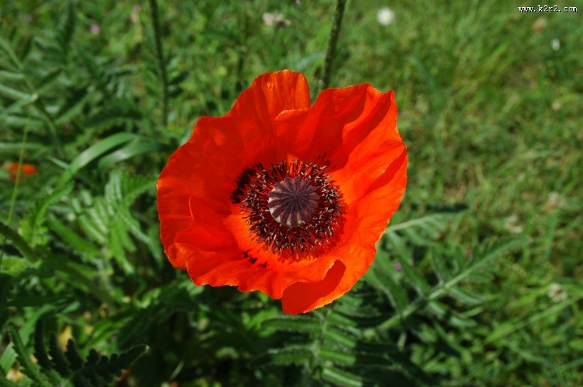 艳丽的红色罂粟花图片