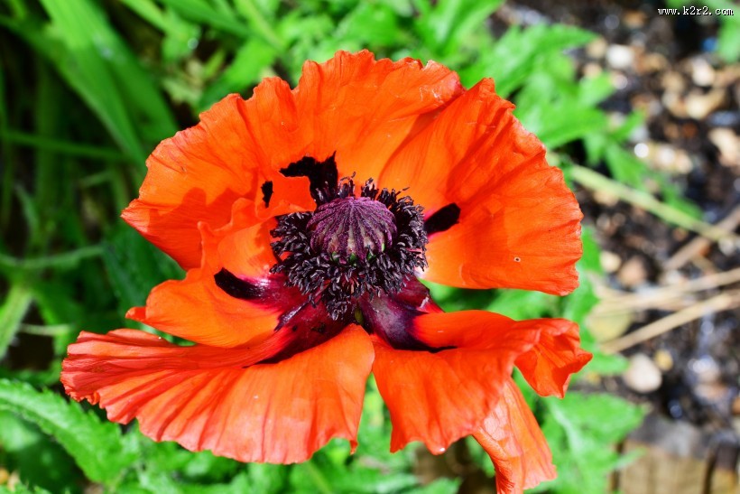 艳丽的红色罂粟花图片