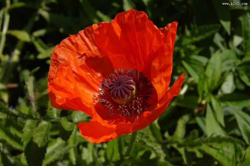 艳丽的红色罂粟花图片