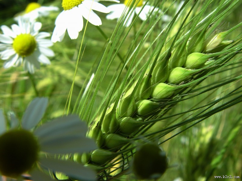 绿色未成熟的大麦图片大全