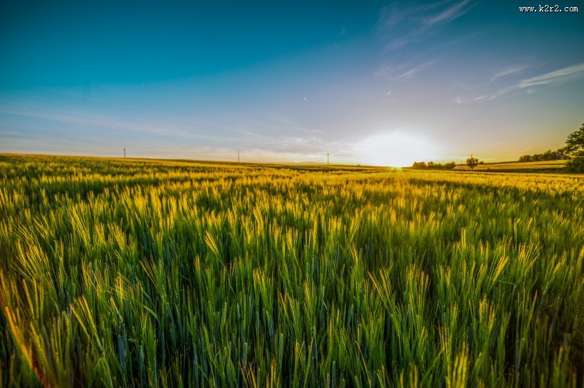 绿色未成熟的大麦图片大全