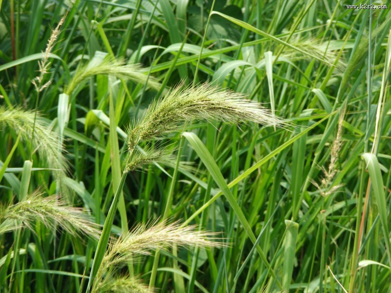 绿色未成熟的大麦图片大全