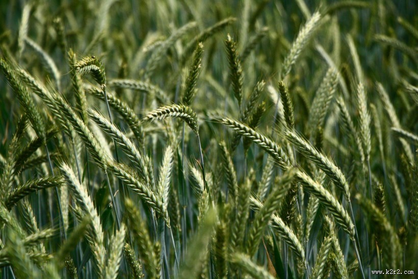 绿色未成熟的大麦图片大全