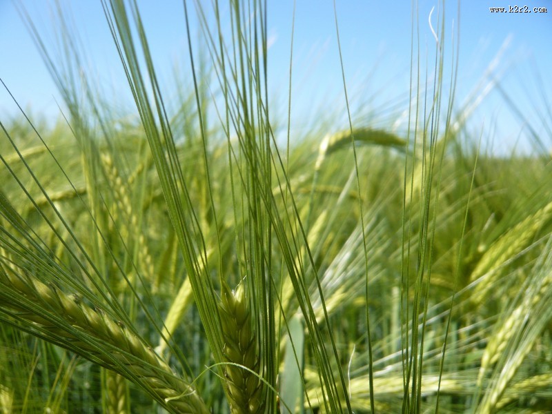 绿色未成熟的大麦图片大全