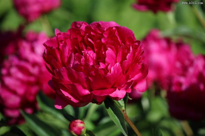各种颜色的牡丹花图片大全