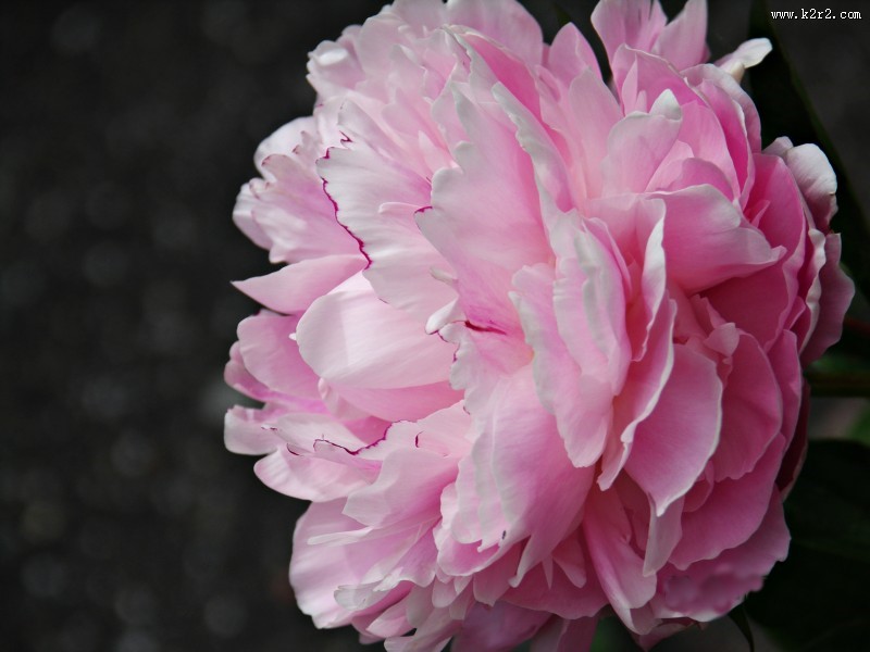 各种颜色的牡丹花图片大全