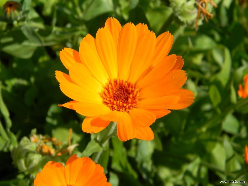 橙色金盏花图片