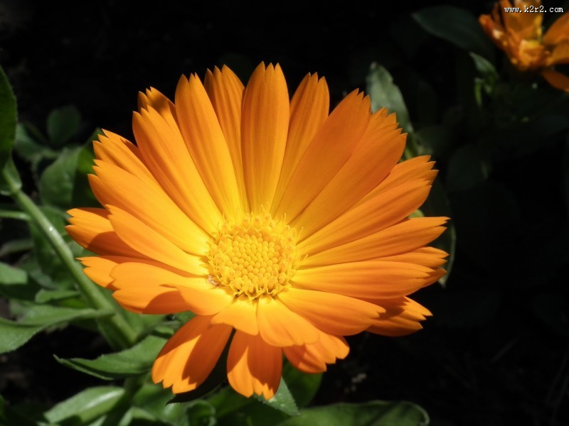 橙色金盏花图片