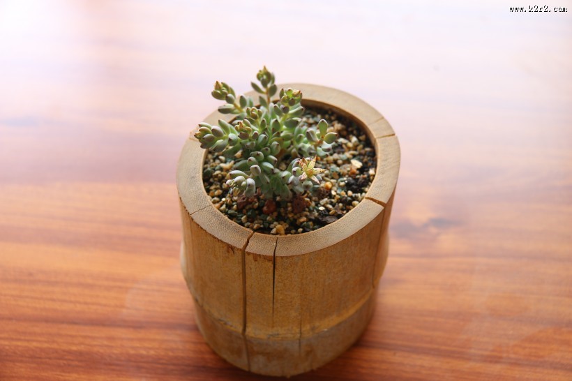 可爱多肉植物图片