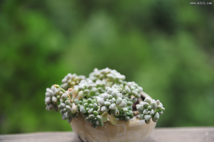 可爱多肉植物图片