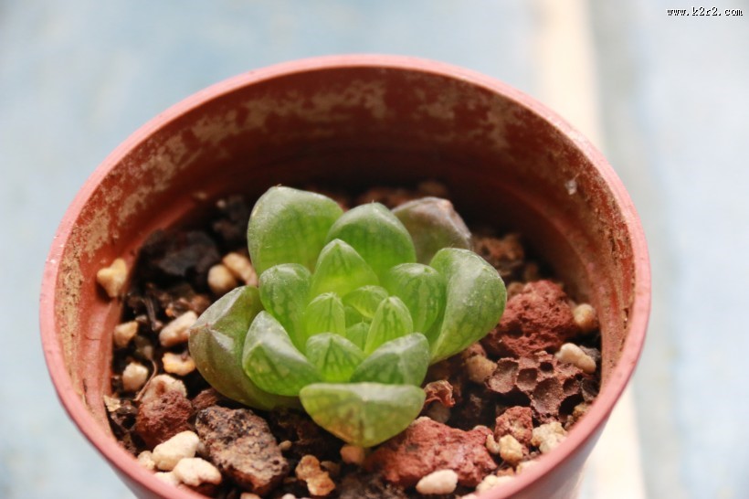 可爱多肉植物图片