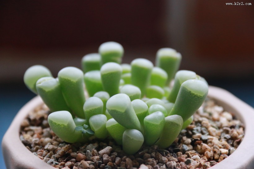 可爱多肉植物图片